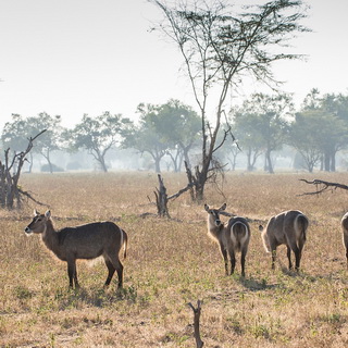 South Luangwa - Waterbucks